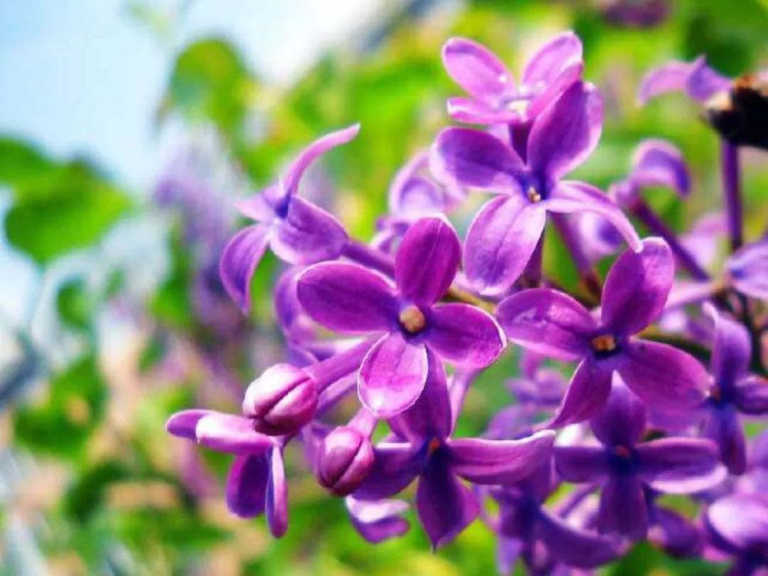 丁香花的诗句唯美,关于丁香花的诗句诗词