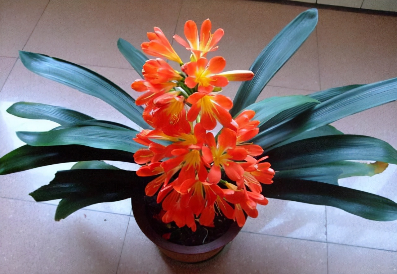 李大姐养君子兰，年年开大花，有吉祥好兆头，原来是她做对5件事