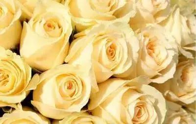 1到100朵红玫瑰花的寓意和花语,助人为乐善良可爱是哪种花的花语