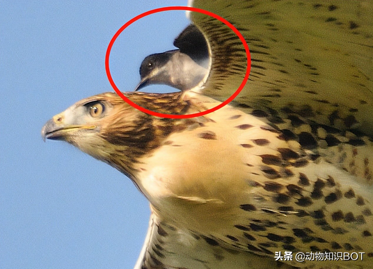 老鹰克星霸王鸟,老鹰最惧怕的必胜鸟