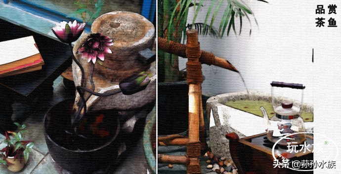 古法养金鱼高手,古法养金鱼抽底