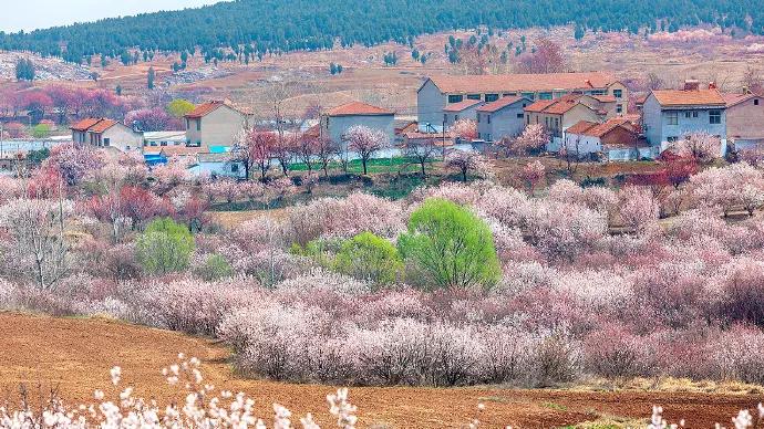 徐州清明假期旅游攻略,徐州春天去哪里旅游好
