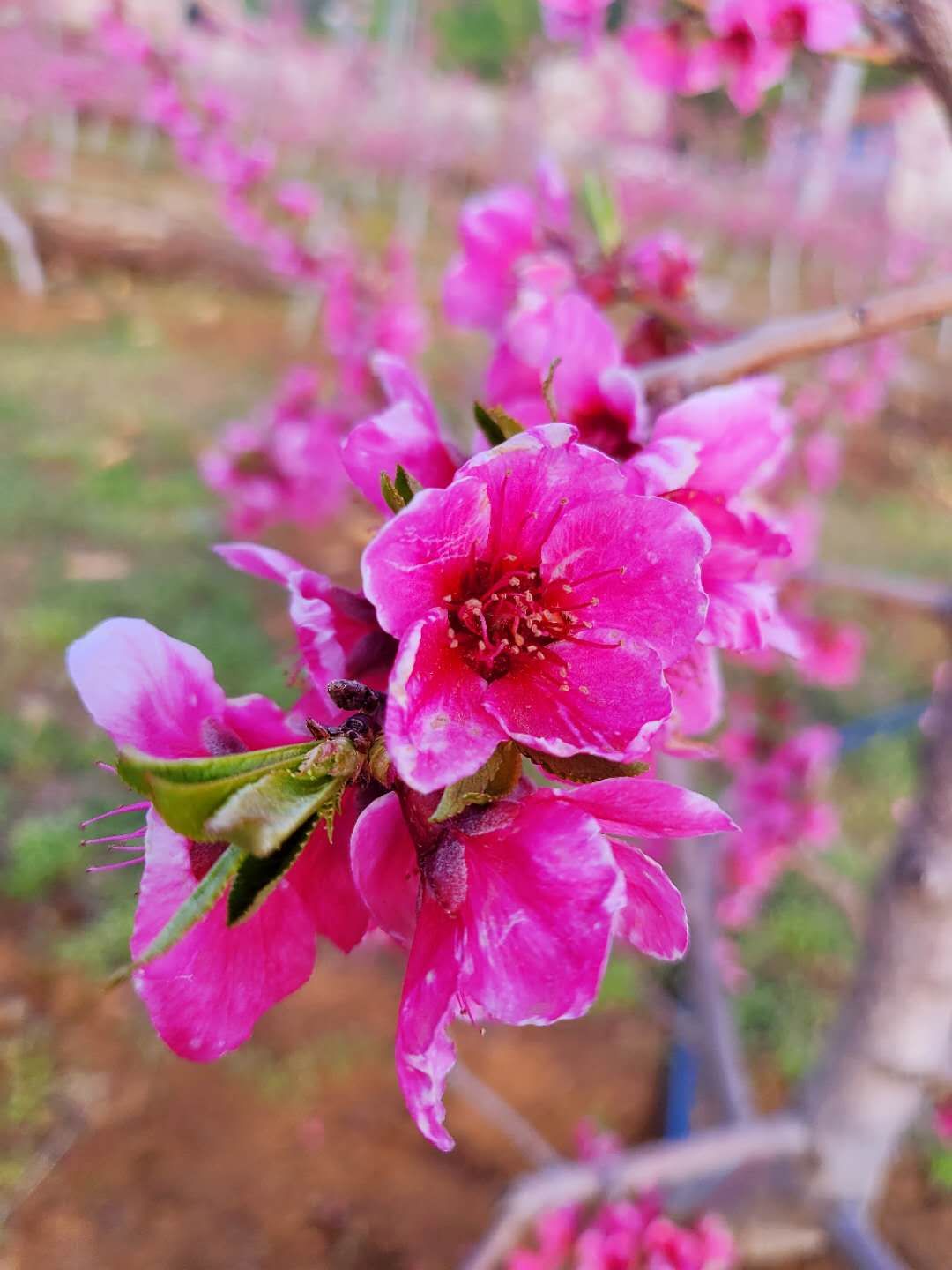 灼灼其华桃之夭夭的全文,灼灼其华的灼灼