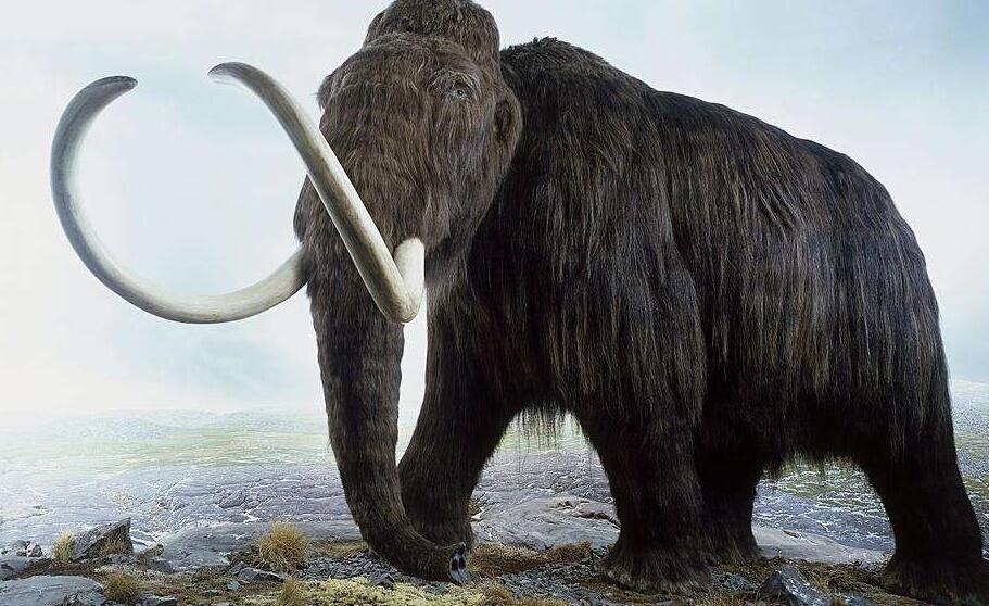 用猛犸象的基因能复活猛犸象吗,猛犸象灭绝原因可能是进化吗