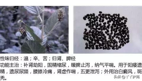 农村身边的中草药主治与功效,中草药全图谱与功效