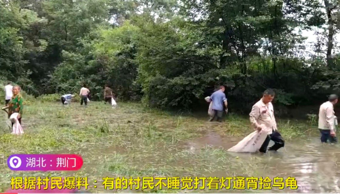 洪水侵袭，湖北荆门稻田里乌龟密密麻麻，当地老乡:发财了