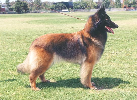 中国有什么名贵的狗,俄罗斯名贵狗价格