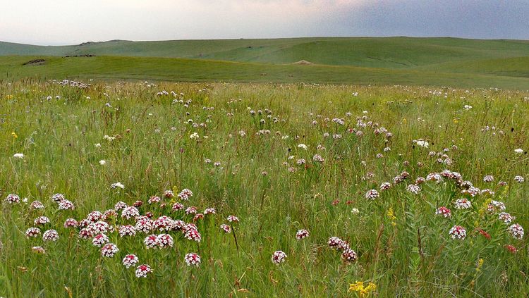 四子王旗——故乡的云，真的好美