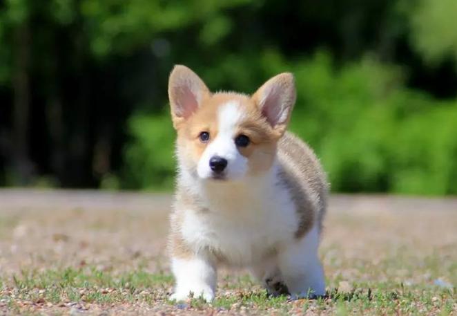 柯基犬如何看聪明不聪明,如何科学养一只柯基犬呢