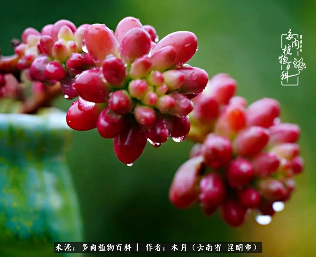 浅冬多肉，终有美好在等候