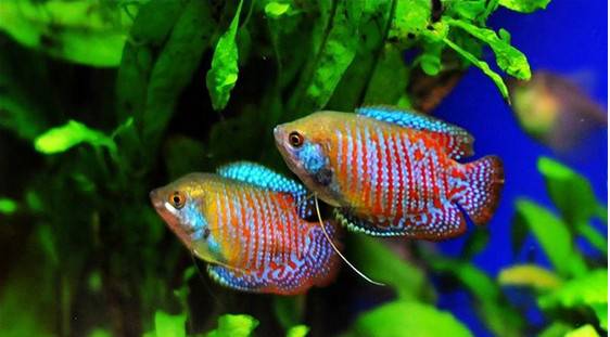 好养好看又有趣的几种观赏鱼,奇葩又好养的观赏鱼