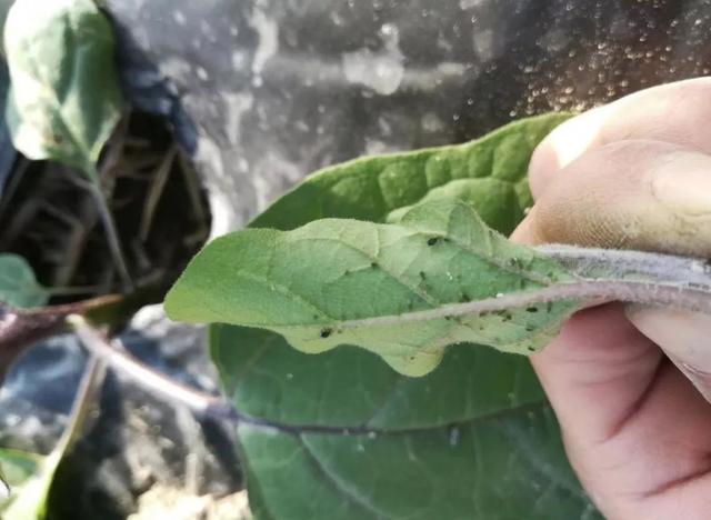 蔬菜红蜘蛛虫害的环保治疗方法,常见蔬菜病虫害识别与防治图片