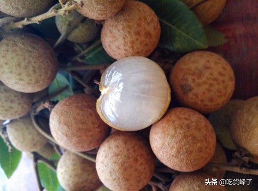 8月，爱吃龙眼的要当心，我也是刚刚才知道，看后记得告诉家里人