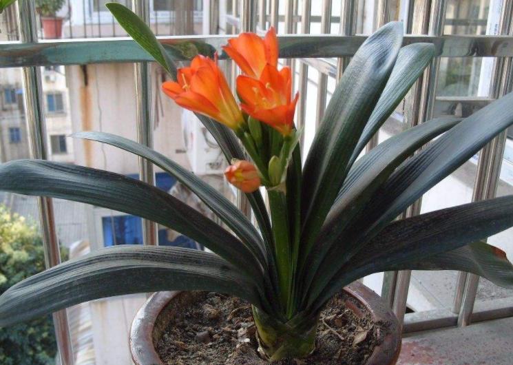 修剪花卉的注意事项,养花大全及修剪方法