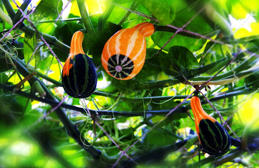 扫落叶优美诗句,扫落叶的诗句