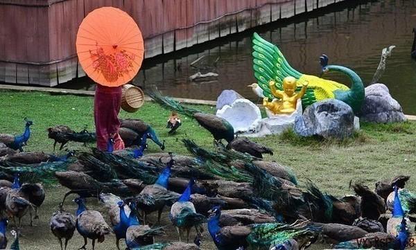 了解西双版纳的风俗和民族文化,西双版纳哈尼族特点民族文化