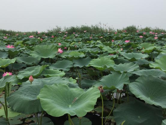 坐船观风景白洋淀一日游,白洋淀一日游语句