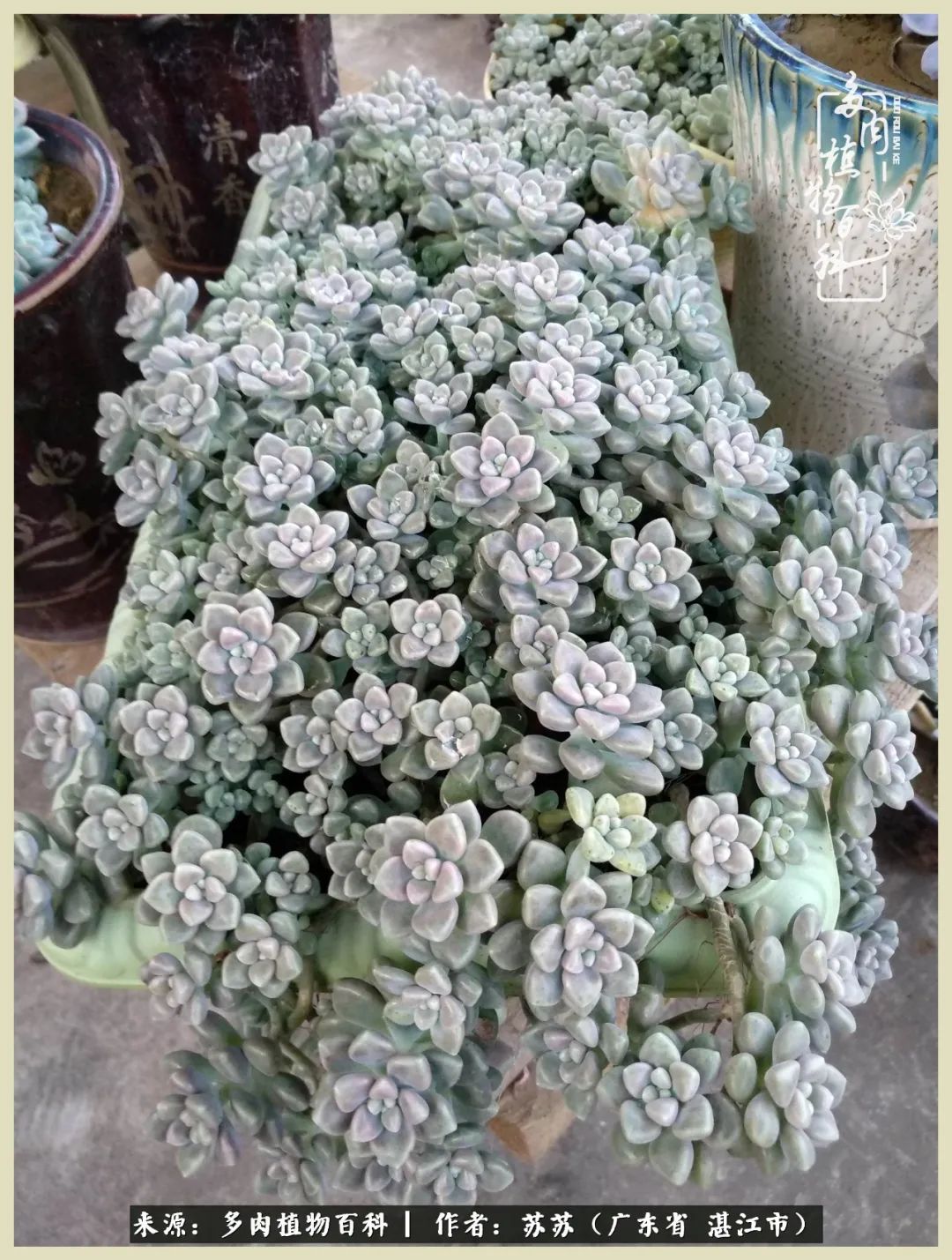 不要辜负与多肉的美好时光,多肉可以给人岁月静好的感觉