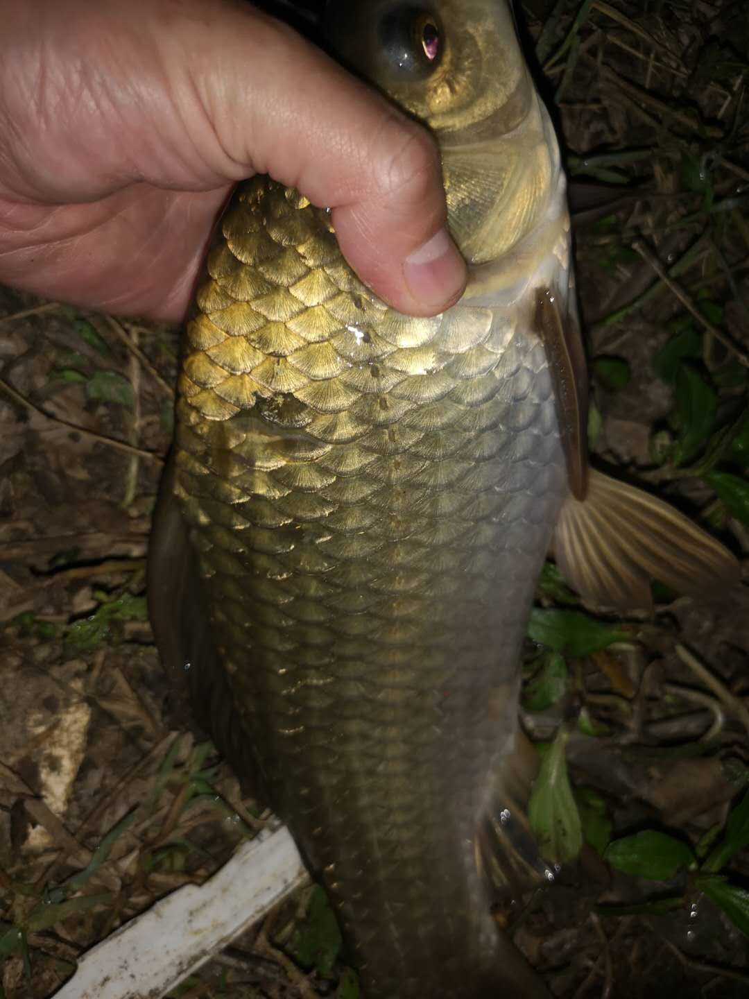 早春钓鲫鱼的最佳方法,早春钓鲫鱼的正确方法