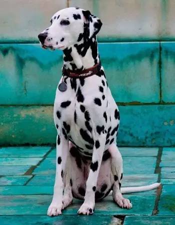 盘点一下狗界活得最久的狗狗,盘点七种强大无敌的狗狗