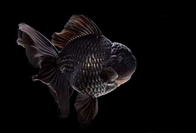 什么样的金鱼才是真的金鱼,朱顶紫罗袍金鱼图片