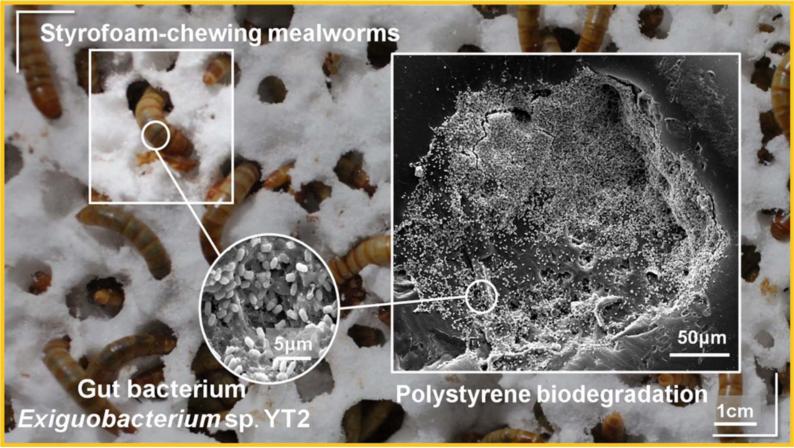 白色污染怎么防治,白色污染的最有效方法