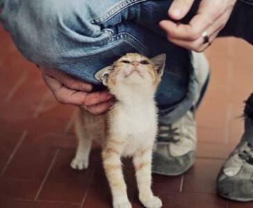 冬天长毛猫咪粘毛严重咋办,天气潮湿养猫的铲屎官真的要注意