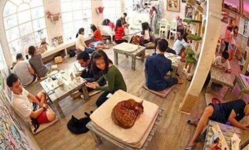 猫咖加盟有哪些品牌,猫咖加盟找哪家