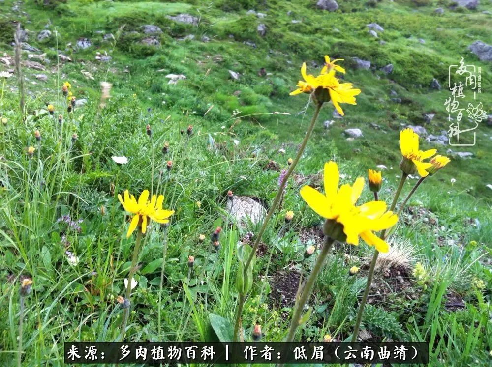 多肉看多了审美疲劳，今晚上点不一样的野味