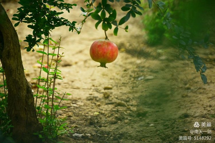 石榴一般几月份熟,石榴怎么判断熟了