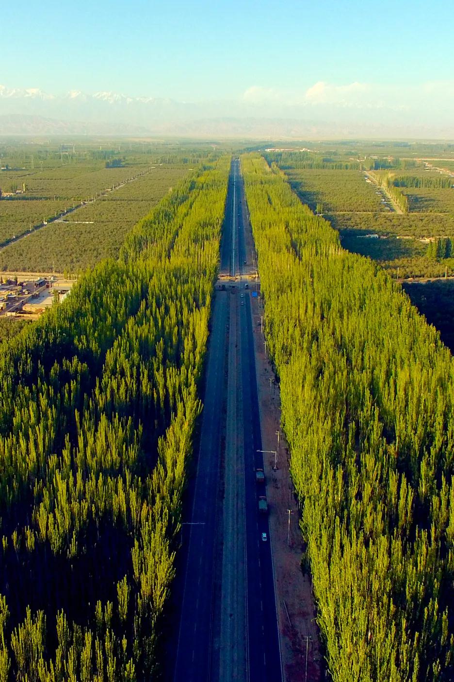 中国植树造林面积,中国植树造林成果国外有什么看法