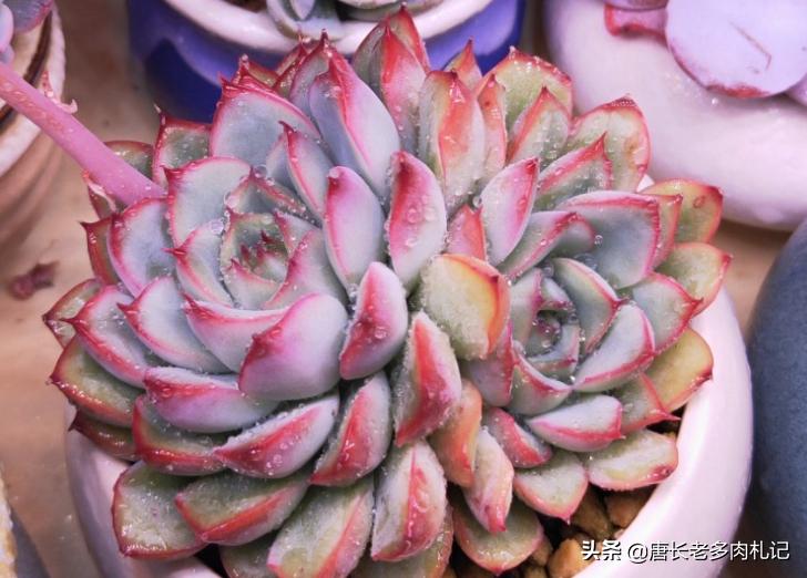 多肉荷花开花是怎么回事,多肉荷花开花时的样子