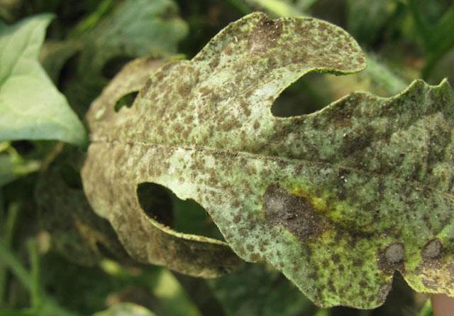 西瓜蚜虫防治最佳药剂,西瓜的蚜虫打不死用什么农药