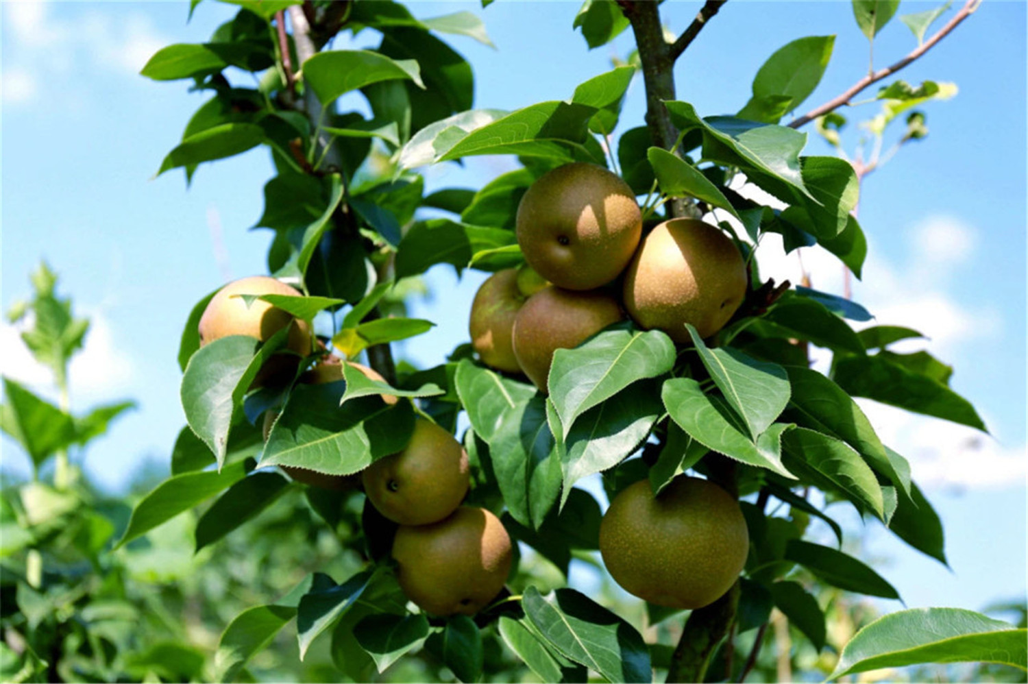 重庆巴南白居寺大桥最新现况,白居寺长江大桥合龙成功直播回放