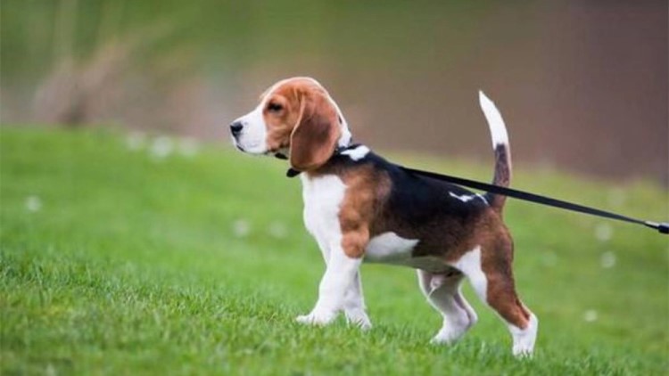 千万不要给狗狗吃这几种水果,这些水果千万别再给狗狗吃了