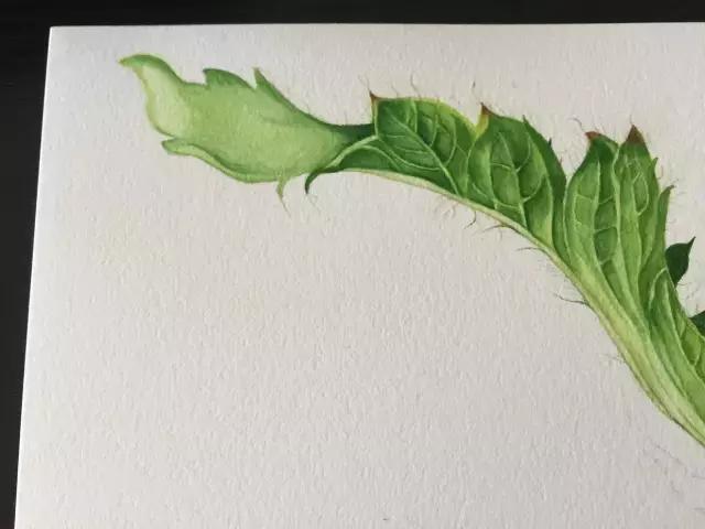 水彩密密麻麻的树叶怎么画,水彩画教程入门叶子