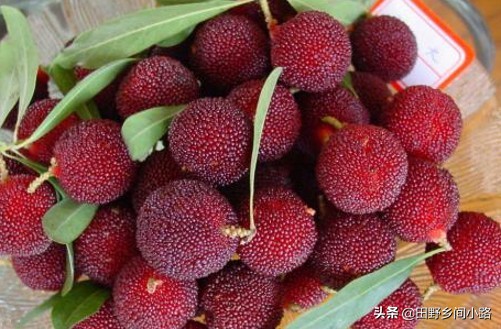 杨梅的种植技术,杨梅种植技术大全