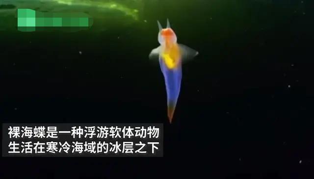 俄罗斯潜水发现水蝴蝶,俄罗斯潜水员发现海蝴蝶