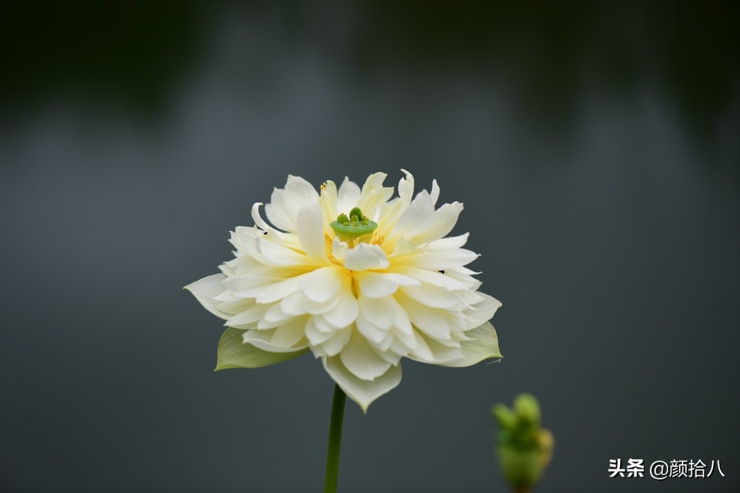 碗莲种藕生长到开花全过程,碗莲种藕到开花的过程