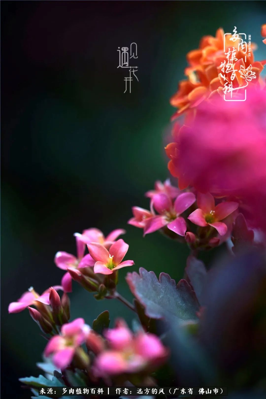 那些花儿在每个角落静静为你开着,那些花儿在每个角落静静地绽放