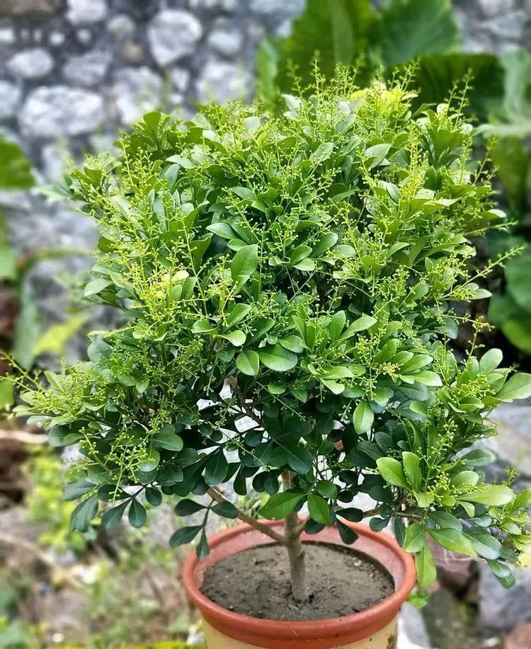 养米兰花喜欢阳光,米兰花冬季养护要注意哪些