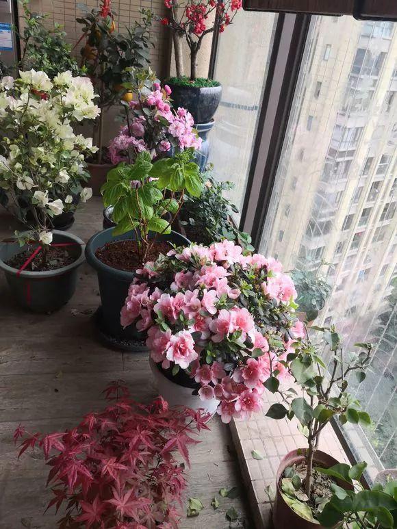 浇花放这二种小药片,浇花加点小药片