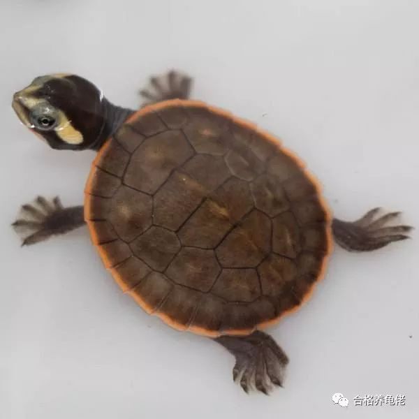 养龟人的修养,养龟的人怎么样