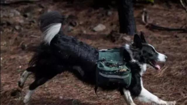 狗肉播种机真的好吗,狗肉播种机