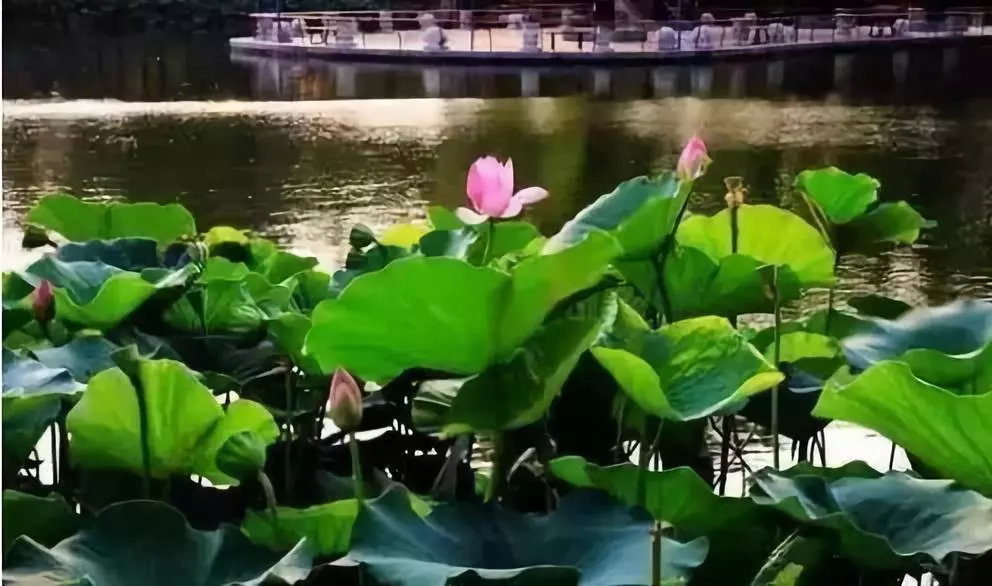 【FENG向】丰台花乡：匠人匠心，八百年打造京城里的″花花世界″