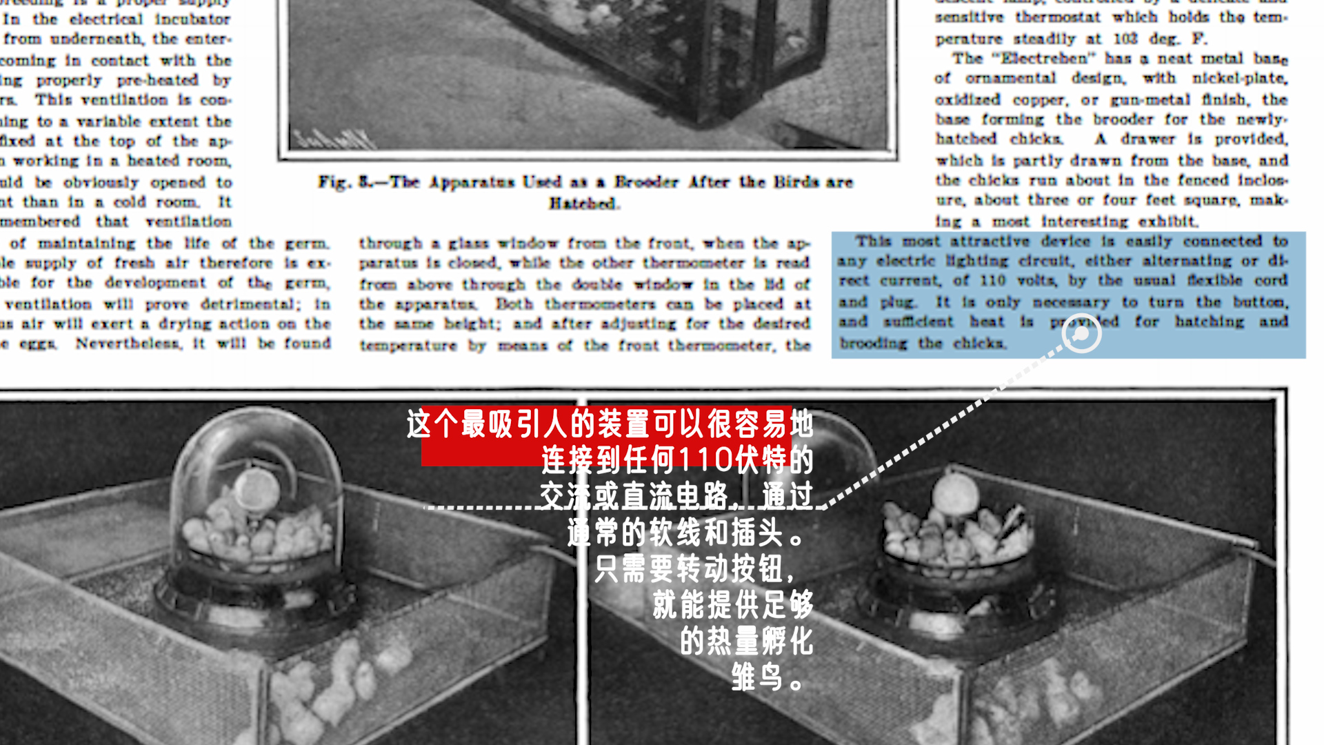 速生鸡与白羽鸡是什么,白羽鸡养殖技术和方法图解