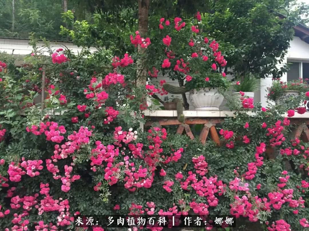 篱笆花开情常在，守你一生不变！