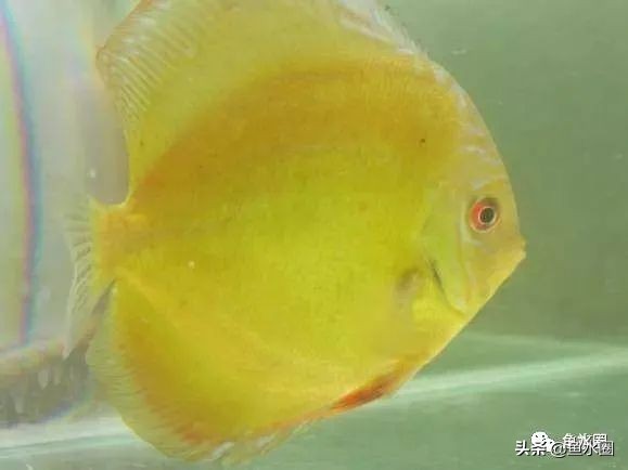 七彩神仙最好看的品种,七彩神仙多大分品种