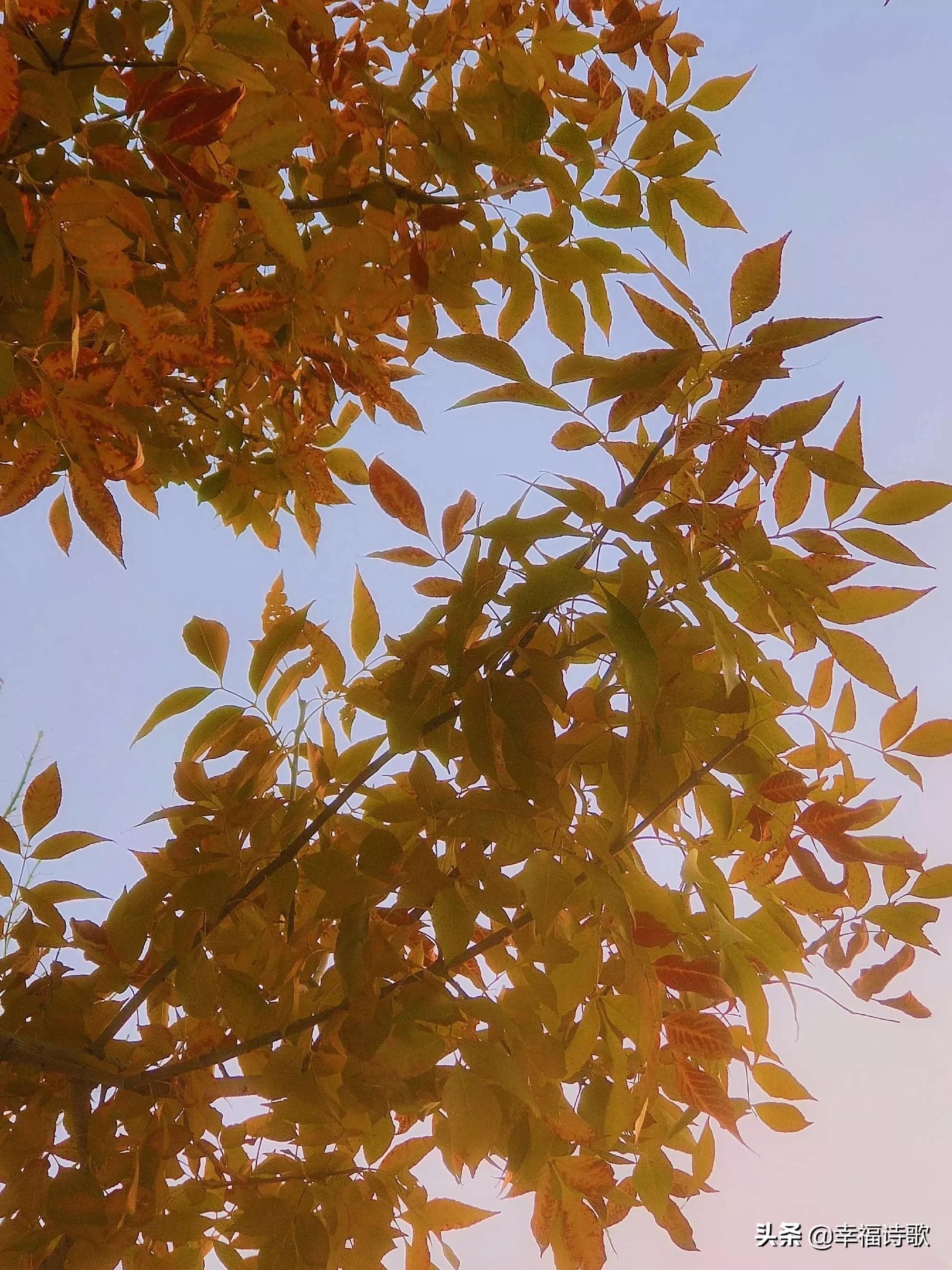 小诗60字,小诗11首完整版