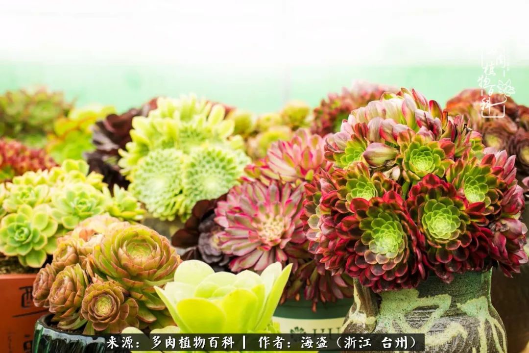 独爱玫瑰与法师！解密金老板和他的屋顶御花园